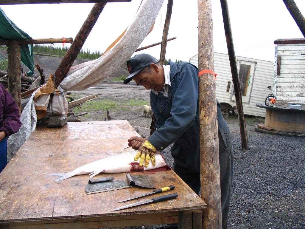 Tsiigehtchic native elder Noah Andre cleans a fish. Tsiigehtchic, Canada. https://media.arcus.org/category/arctic-communities#cbp=7763